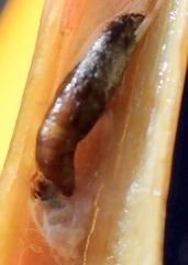 Macrorrhinia endonephele