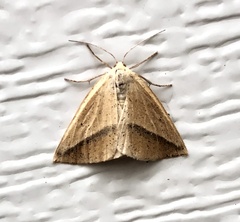 Lychnosea intermicata