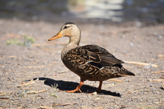 Mexican Duck photo 1