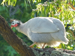 Numida meleagris domesticus