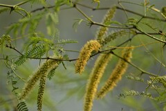 Prosopis alba