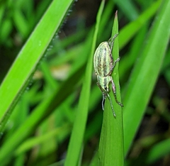 Naupactus virens