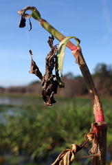 Macrorrhinia endonephele