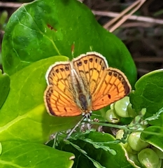 Lycaena edna