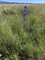 Delphinium scopulorum