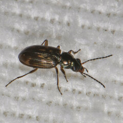 Bembidion versicolor