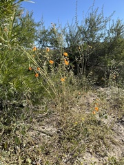 Kallstroemia grandiflora