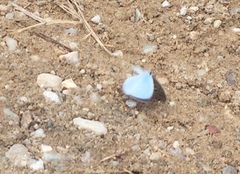 Jamides celeno aelianus