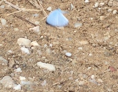 Jamides celeno aelianus