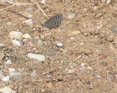 Jamides celeno aelianus