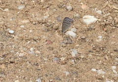 Jamides celeno aelianus