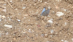 Jamides celeno aelianus