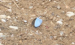 Jamides celeno aelianus