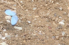 Jamides celeno aelianus