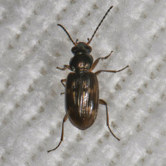 Bembidion versicolor