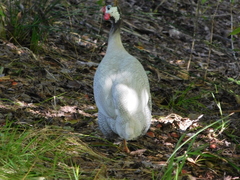 Numida meleagris domesticus