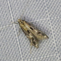 Blastodacna atra