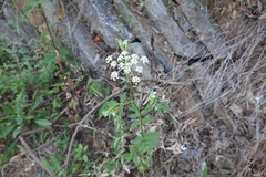 Angelica cartilaginomarginata