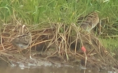 Gallinago