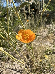 Kallstroemia grandiflora