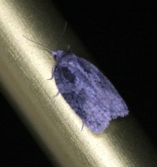 Acleris fuscana