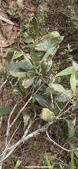 Melaleuca viridiflora