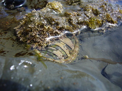 Sypharochiton pelliserpentis