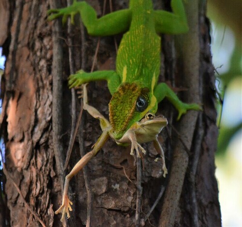 Knight Anole photographed in Florida
