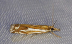 Crambus bidens