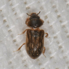 Heterocerus fenestratus
