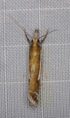 Crambus bidens