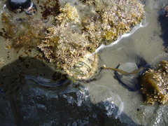 Sypharochiton pelliserpentis