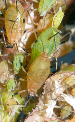 Macrosiphum