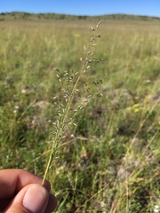 Blepharoneuron tricholepis