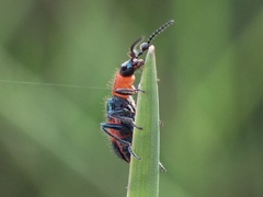 Dicranolaius bellulus