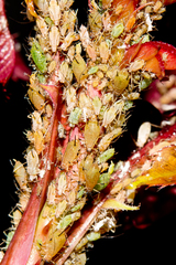 Macrosiphum