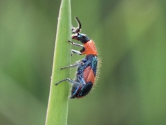 Dicranolaius bellulus