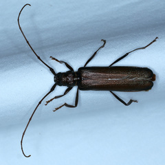 Xystrocera virescens