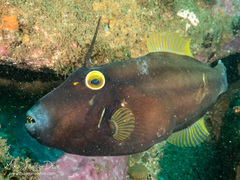 Eubalichthys bucephalus