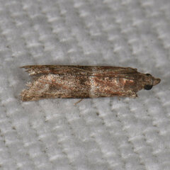 Moodna ostrinella