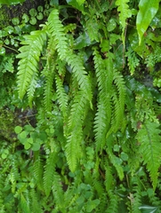 Phegopteris decursive-pinnata