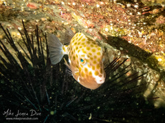 Anoplocapros inermis