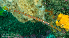 Aulostomus chinensis