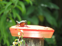 Chaetocercus mulsant