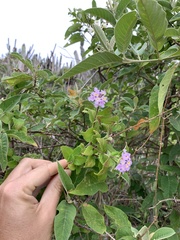 Lantana fucata