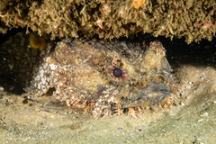 Batrachomoeus dubius