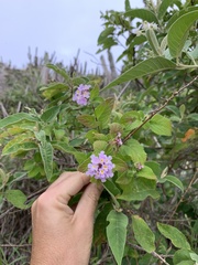 Lantana fucata