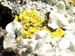 Xanthomendoza weberi