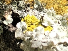 Xanthomendoza weberi