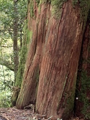 Chamaecyparis formosensis